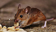 24 Hour & Emergency Exterminators in West Burlington Township, PA